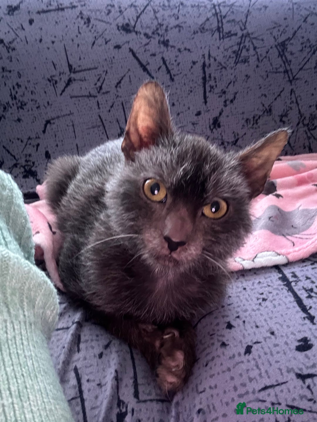 Lykoi cats for sale: Lykoi boy  - Advert 2