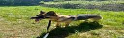 German Shepherd dogs for sale: Waiting list for German Shepherd pups due 26/03/26 in Wisbech - Advert 6