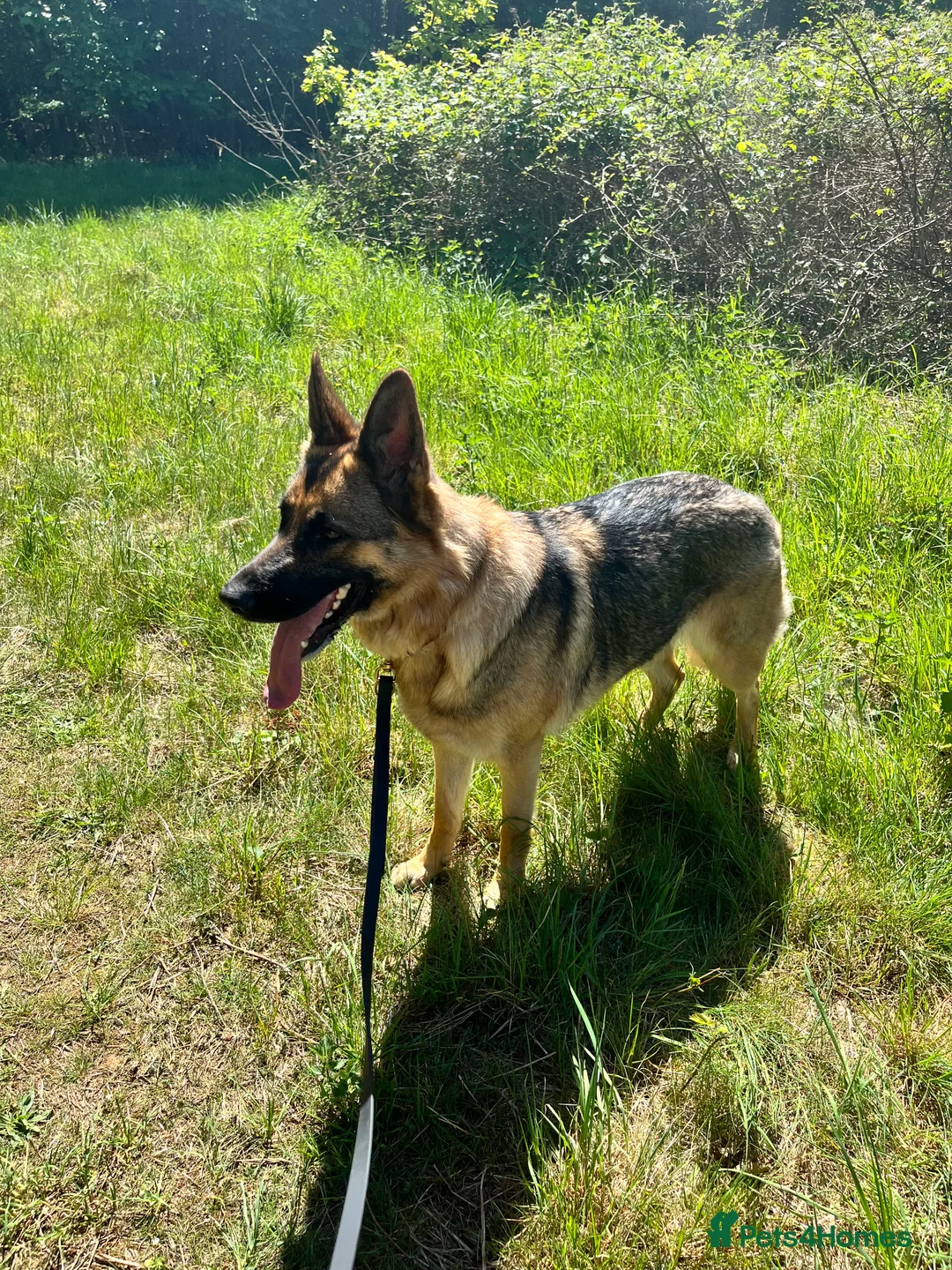 German Shepherd dogs for sale: Waiting list for German Shepherd pups due 26/03/26 in Wisbech - Advert 6