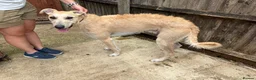 Lurcher dogs for sale: Gorgeous Lurcher  in Chippenham - Advert 2