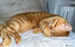 Siberian cats for sale: Male mix breed siberian and british shorthair cat - Image 6
