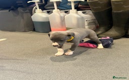 Whippet dogs for sale: Kc reg whippets Hear and eye tested parents  - Image 16
