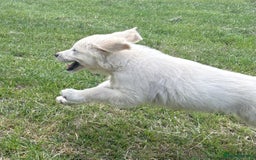 Golden Retriever dogs for sale: KC Registered  boy from 5 Star Breeder  - Image 15
