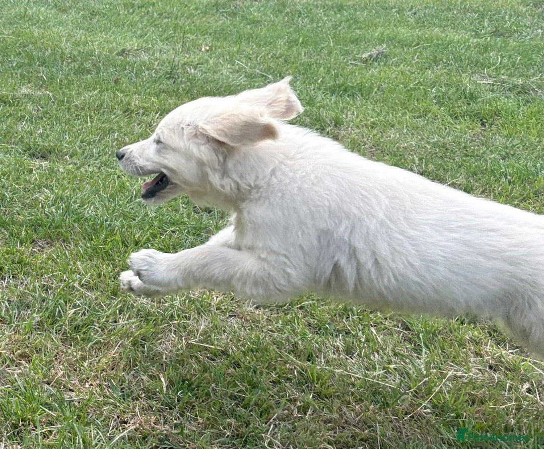 Golden Retriever dogs for sale: KC Registered  boy from 5 Star Breeder  - Image 15