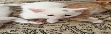 White w/ light black mark on head