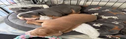 Mixed Breed dogs for sale: Stunning New England Bulldogs in Burntwood - Advert 7
