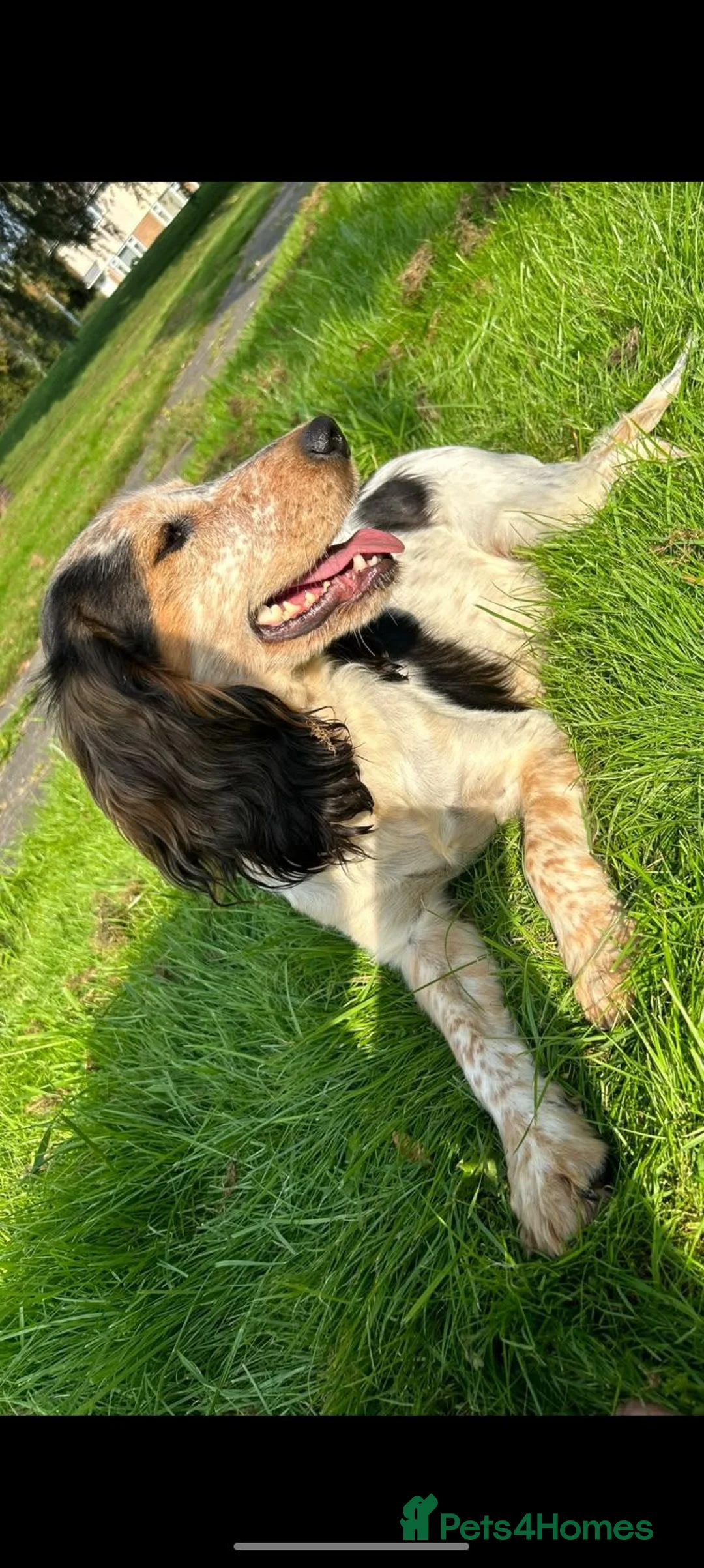 Cocker Spaniel dogs for sale: Beautiful Cocker spaniel pups  - Advert 2