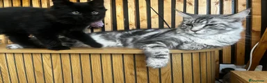 Pantha