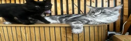 Maine Coon cats for sale: Mulberry’s marvellous creations ❤️ in Lowestoft - Advert 5