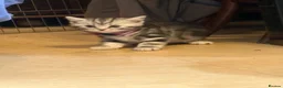 British Shorthair cats for sale: Beautiful BSH silver and black tabby kittens. in Martock - Advert 20