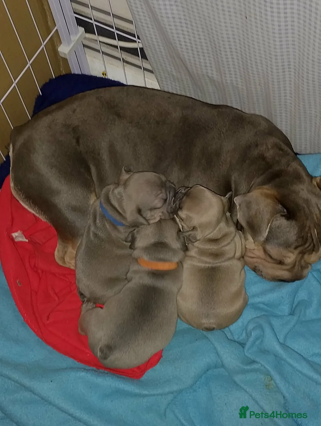 French Bulldog dogs for sale:  3 beautiful full Frenchies 2 boys 1 girl   in Ferryhill - Advert 2