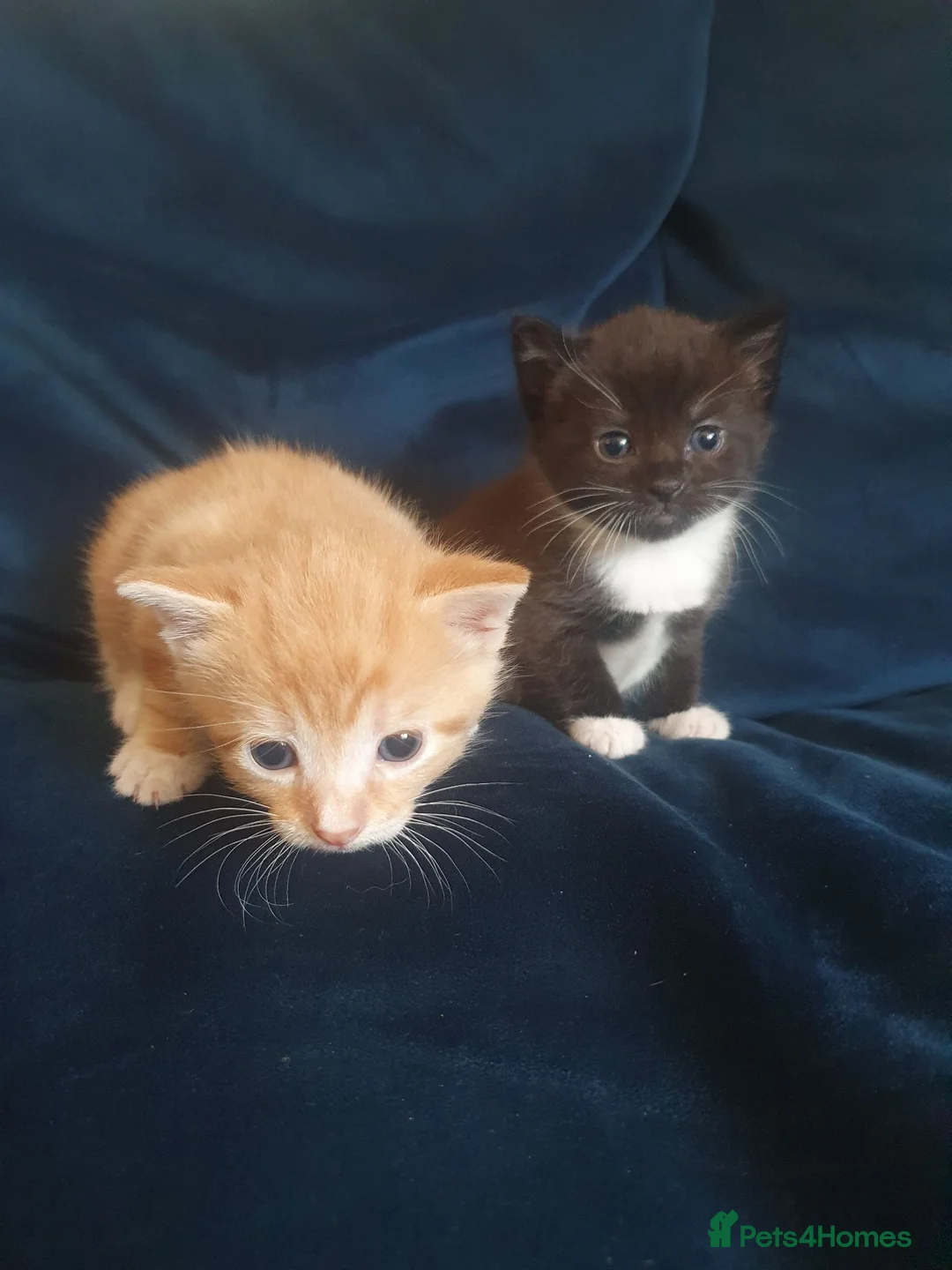Domestic Shorthair cats for sale: Gorgeous kittens in Fakenham - Advert 2