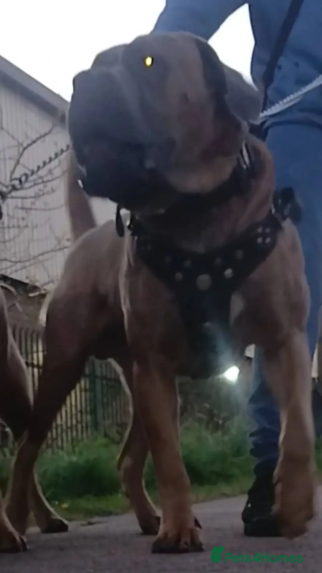 Cane Corso dogs for stud: Russian import cane corso - Image 6