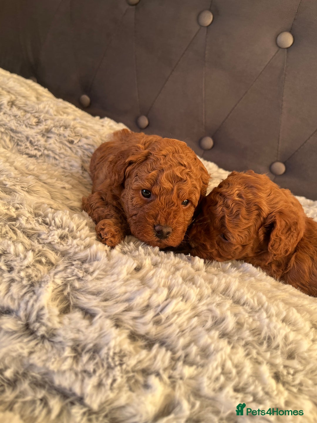 Toy Poodle dogs for sale: Toy poodle puppies - Advert 27