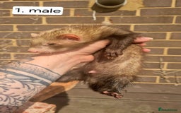 Ferret rodents for sale: Ferret kits - Image 4