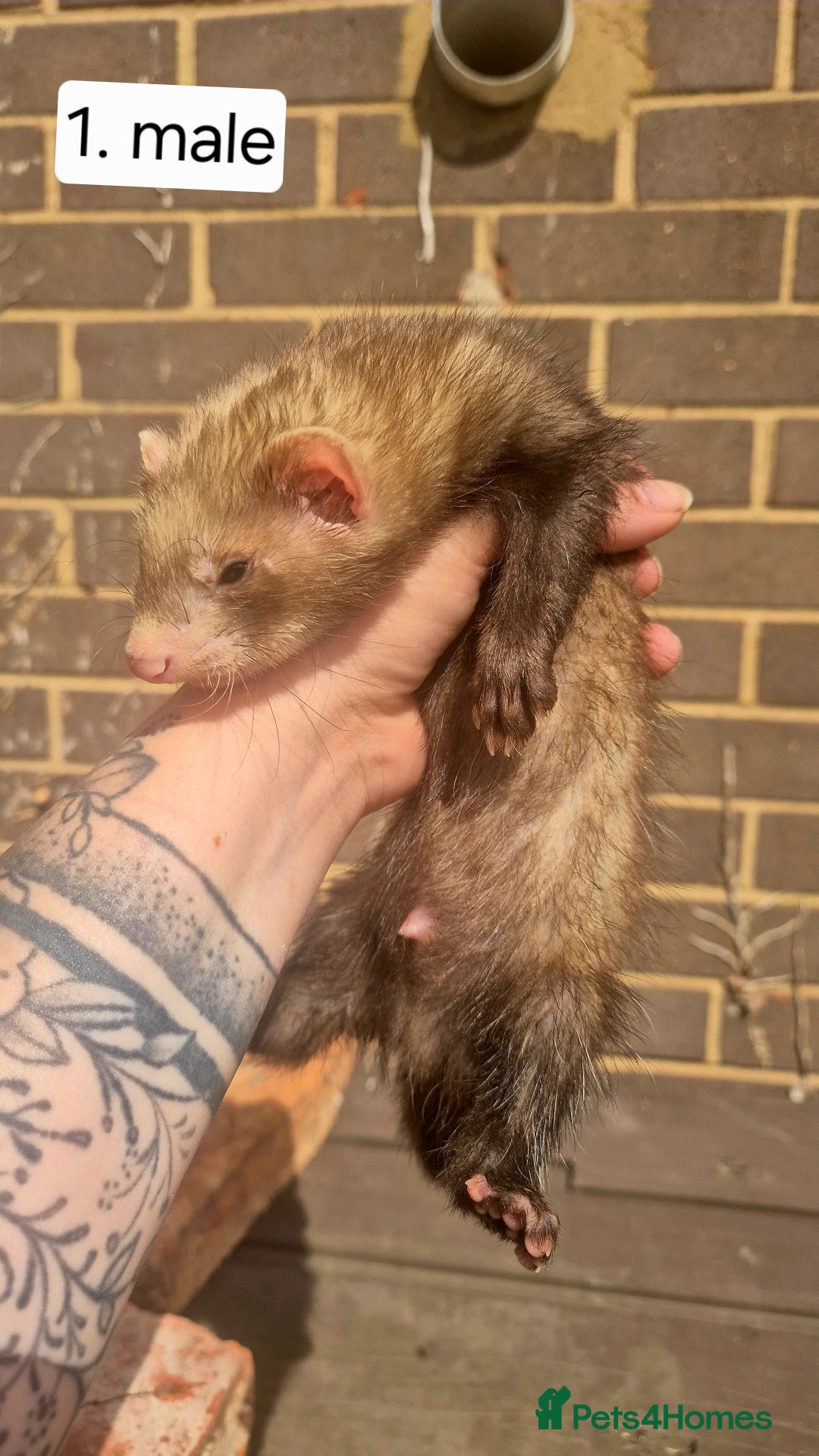 Ferret rodents for sale: Ferret kits - Image 4