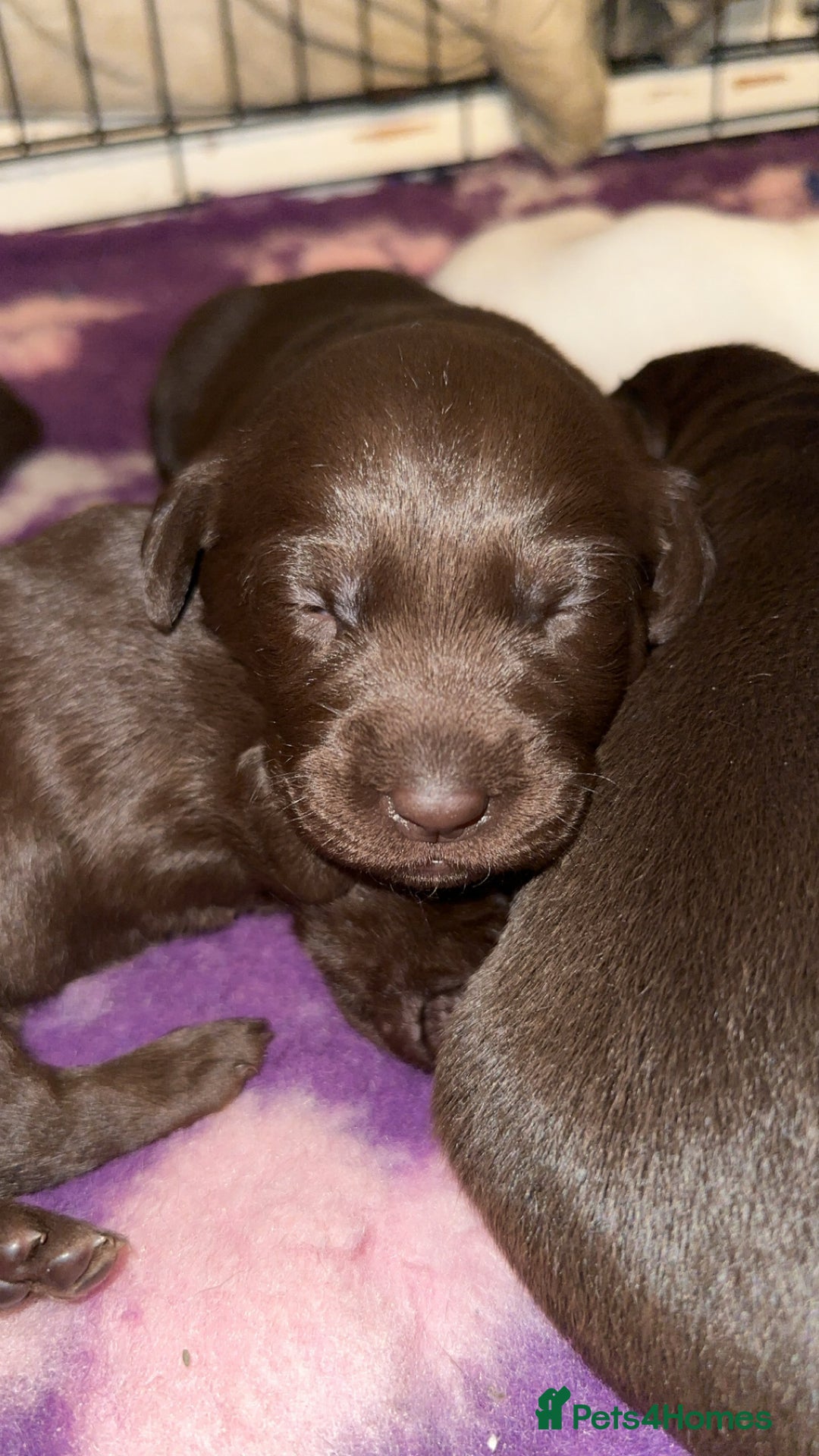 Labrador Retriever dogs for sale: Stunning chunky pups  - Advert 6