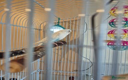 Budgerigars birds for sale: Female budgie  - Image 5