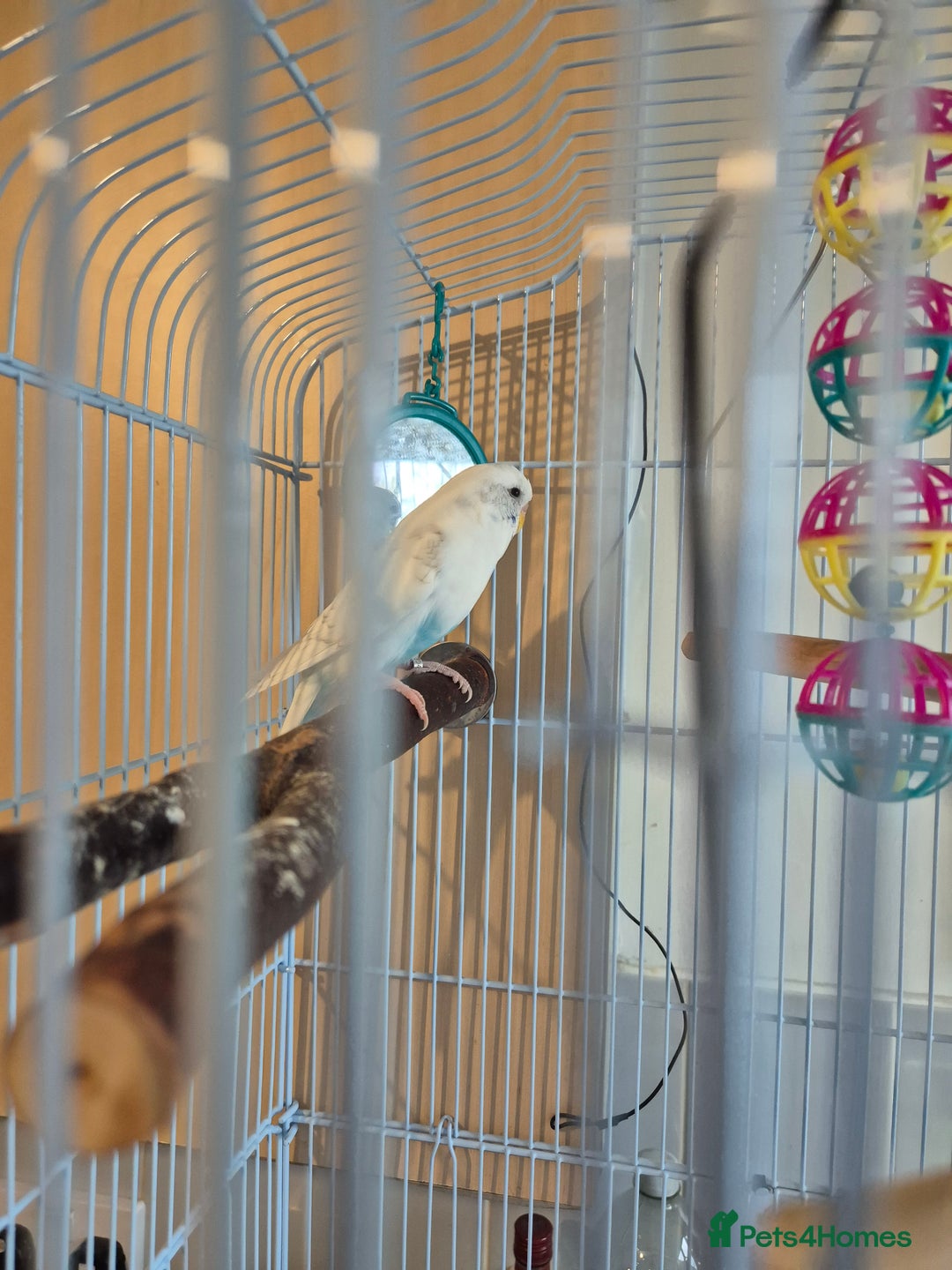 Budgerigars birds for sale: Female budgie  - Image 5
