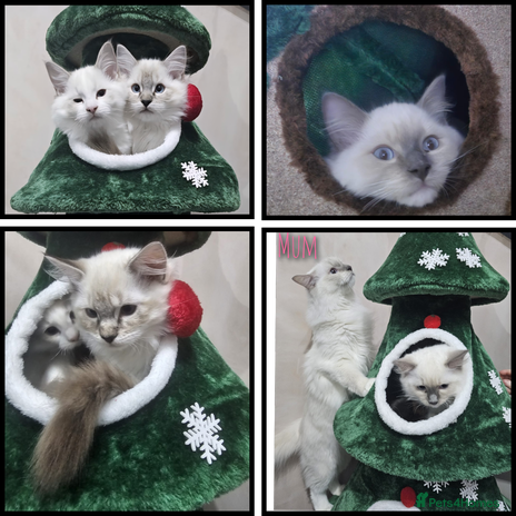 Ragdoll cats - Advert 4