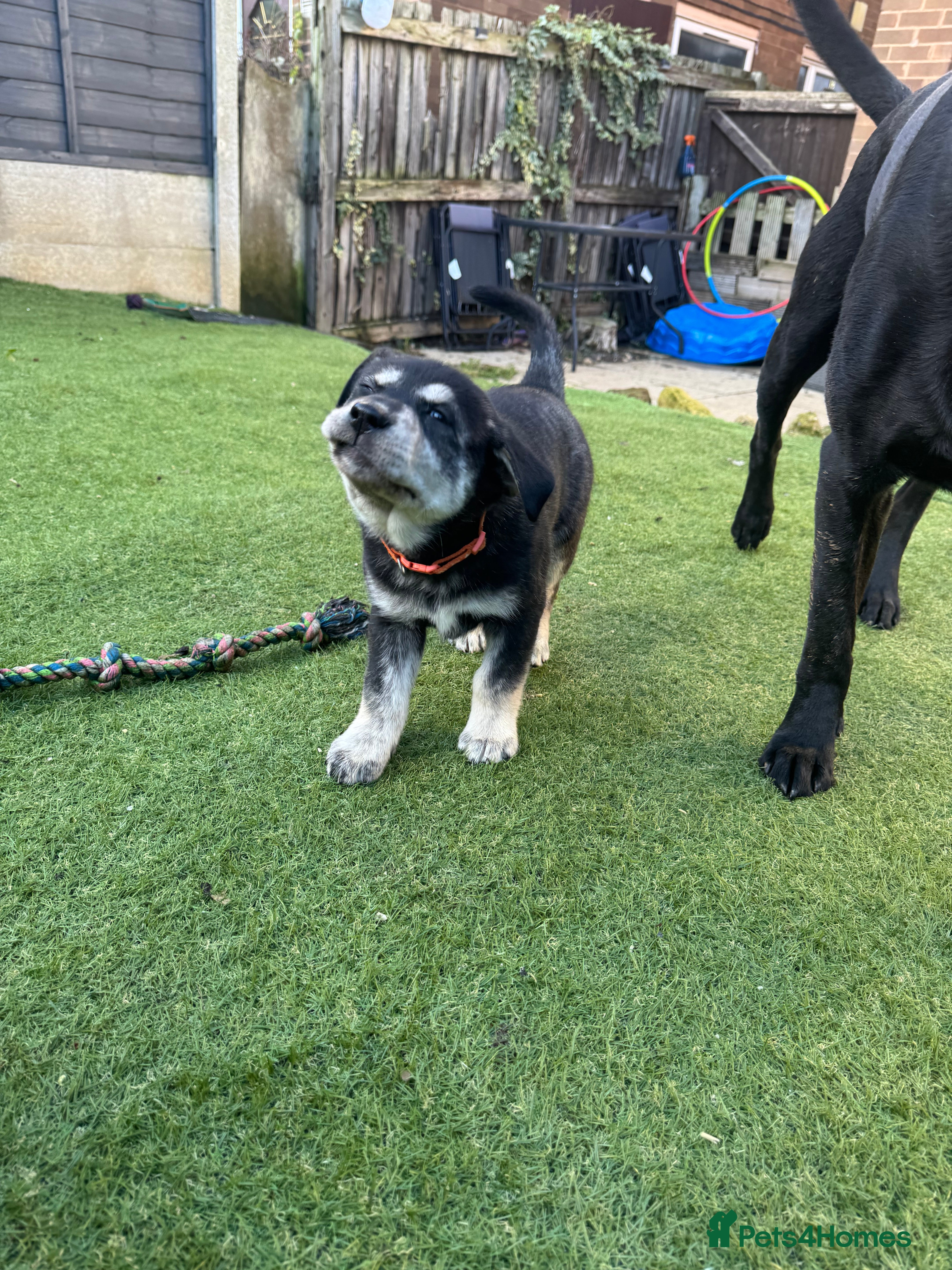 Mixed Breed dogs Beautiful huskadors - Advert 4