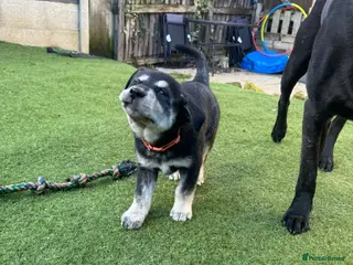 Mixed Breed dogs Beautiful huskadors - Advert 4