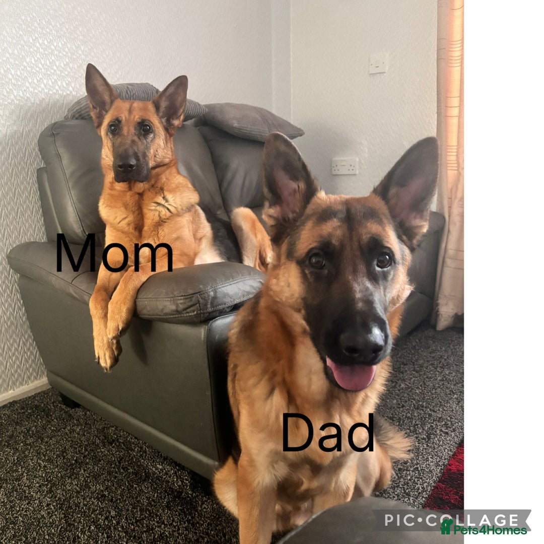 German Shepherd dogs for sale: German Shepard puppies  - Image 8