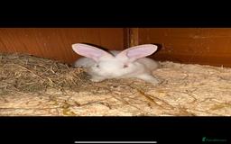 Continental Giant rabbits for sale: Young continental giant (buck)  - Advert 4