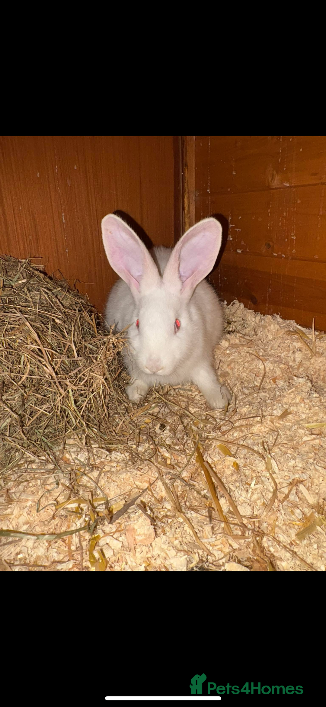 Continental Giant rabbits for sale: Young continental giant (buck)  - Advert 4