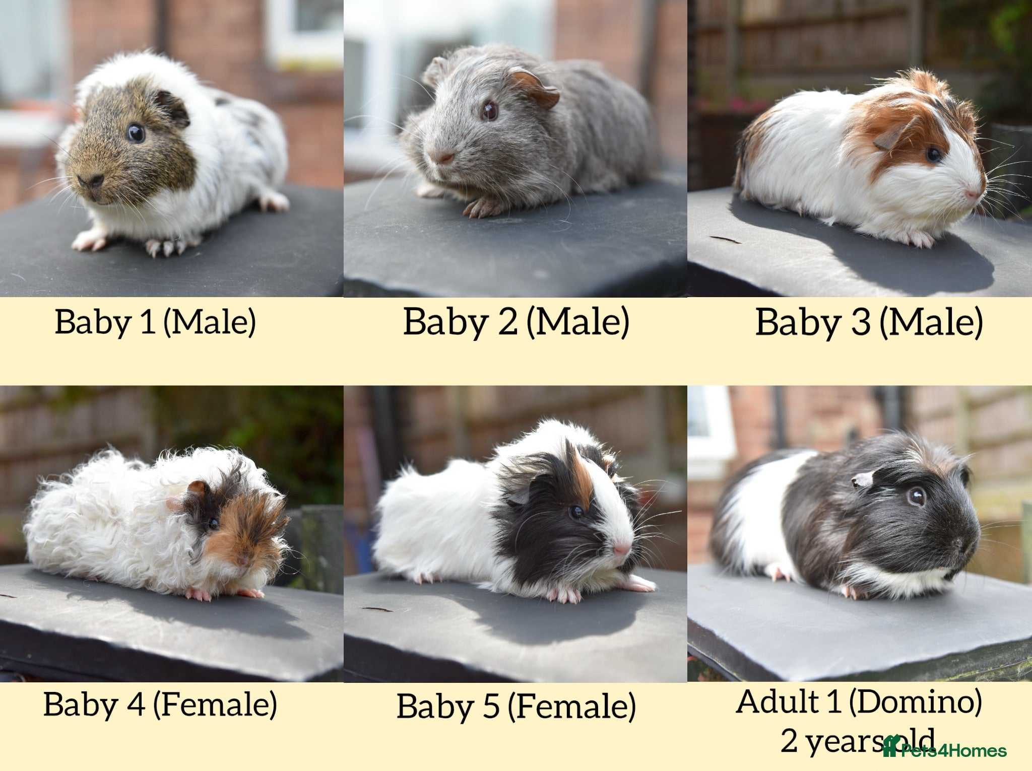 Guinea Pig rodents ⭐️ Baby Guinea Pigs Looking For New Homes⭐️ - Advert 1