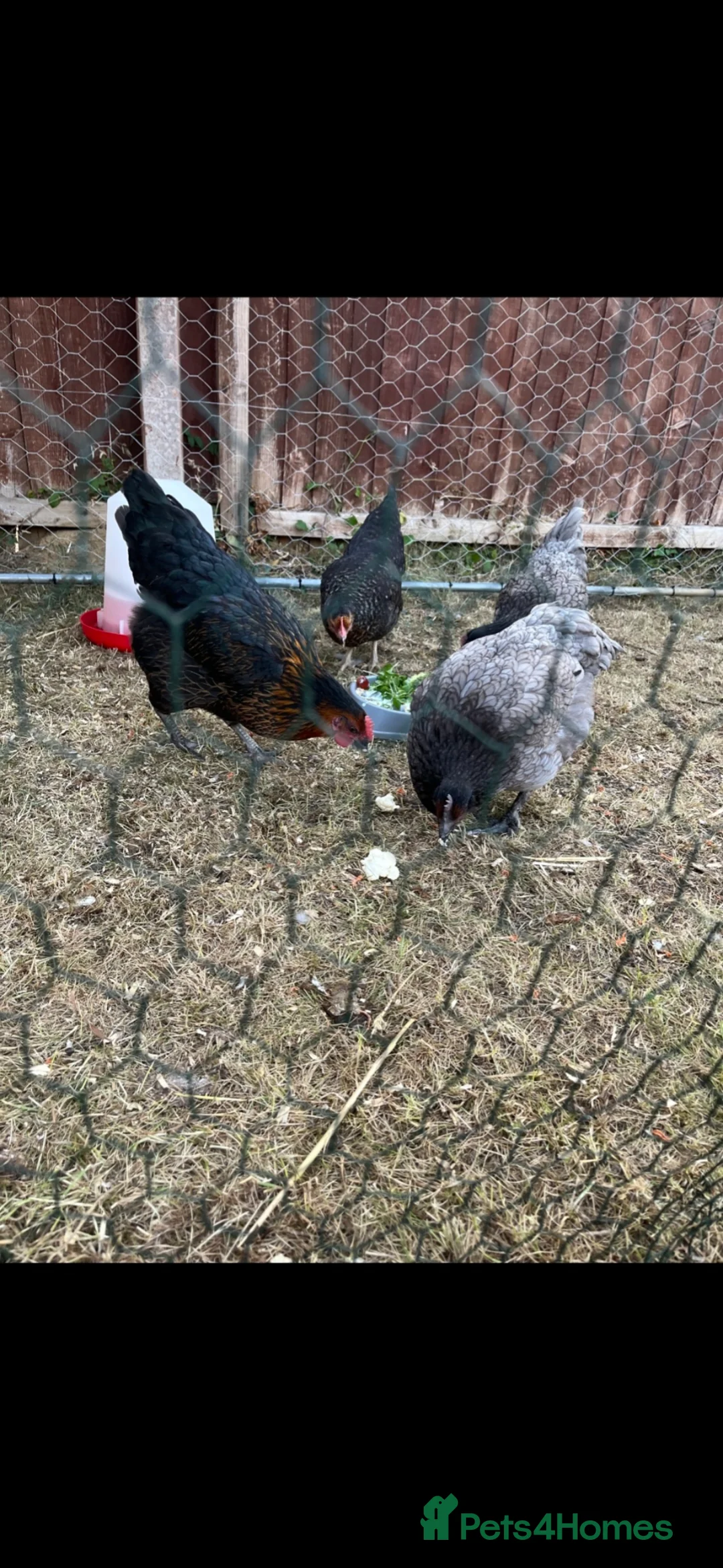Mixed Breed poultry for sale: Silkie x hybrid hatching eggs  in Market Harborough - Advert 1