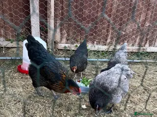 Mixed Breed poultry Silkie x hybrid hatching eggs - Advert 1