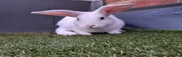 English Lop rabbits for sale: £35 Female Baby rabbit for sale in Hayes - Advert 3