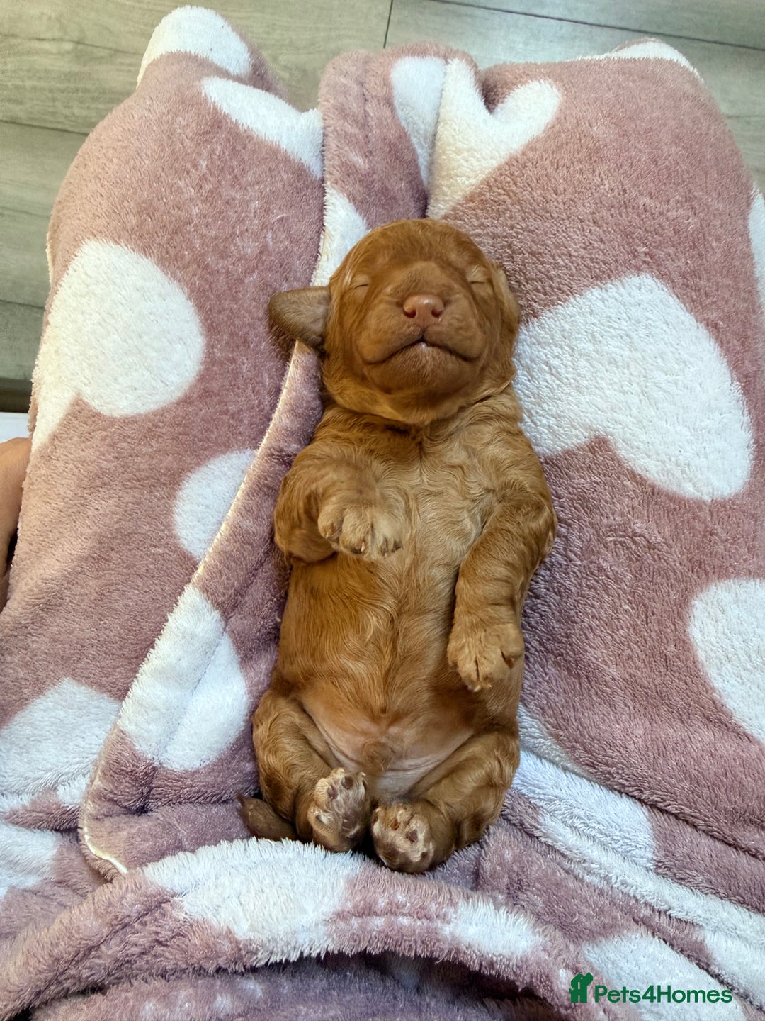 Miniature Poodle dogs for sale: Kc reg mini poodle 5 generation pedigree - Advert 9