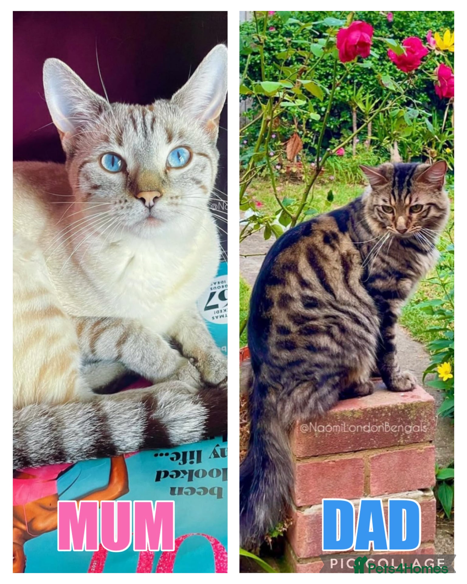 Bengal cats 💙🩵 BENGAL KITTENS 🩵💙 2 AVAILABLE! 🔥🔥 - Advert 2