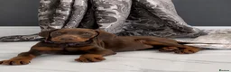 Dobermann dogs for sale: Full European Dobermans - Advert 4