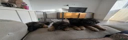 German Shepherd dogs for sale: German Shepards long haired pups in Edinburgh - Advert 6