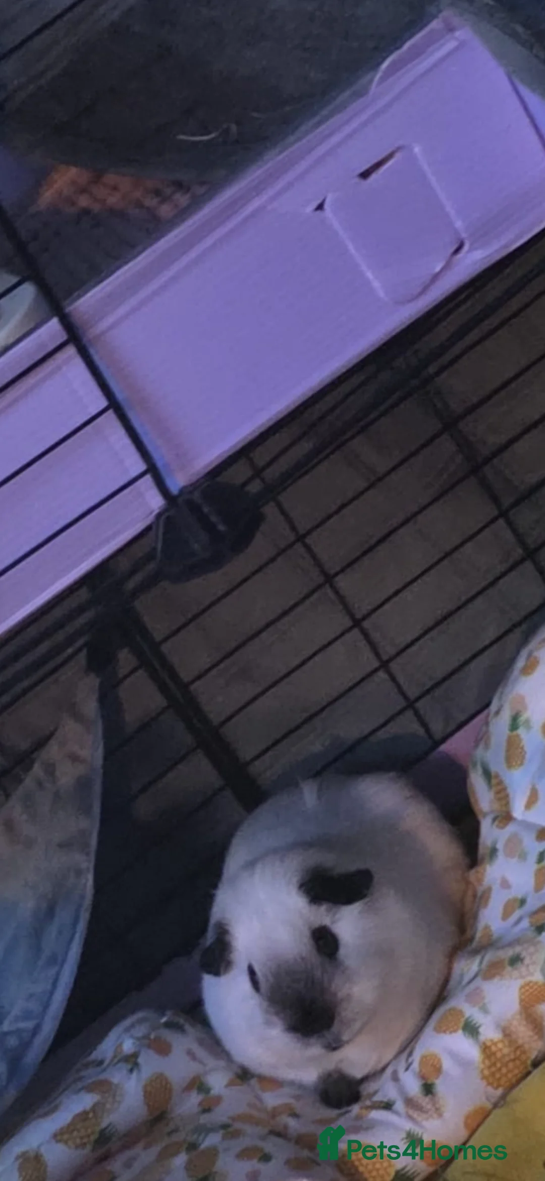 Guinea Pig rodents for sale: Pedigree Californian chocolate point boar🐹 in Nottingham - Advert 2