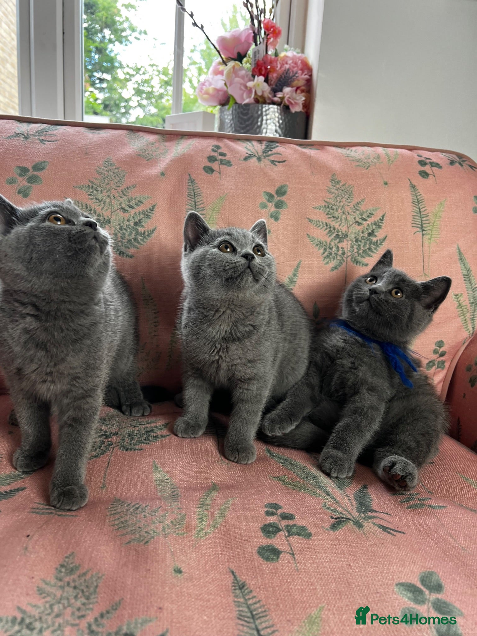 British Shorthair cats Outstanding British Shorthair kittens  - Advert 1