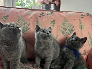 British Shorthair cats Outstanding British Shorthair kittens - Advert 1