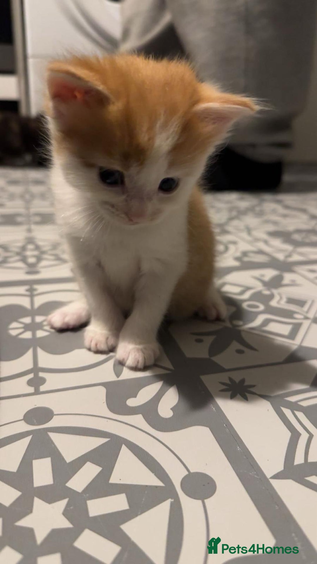 Maine Coon cats for sale: Beautiful Maine Coon cross kittens - Advert 13