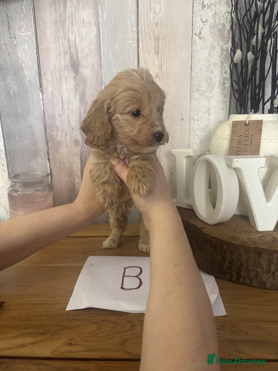 Cockapoo dogs for sale: Cockapoo Puppies looking for their forever homes - Advert 8