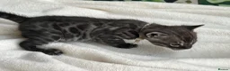 Bengal cats for sale: Rare Silver smoke Baby Bengals  in Stowmarket - Advert 33