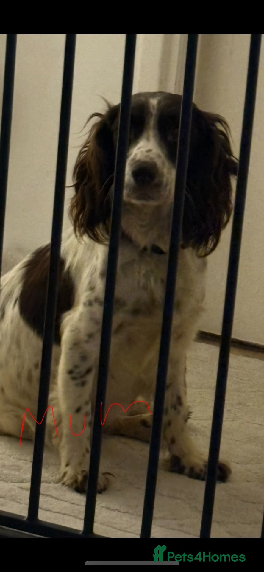 Sprocker dogs Puppy’s  - Advert 1