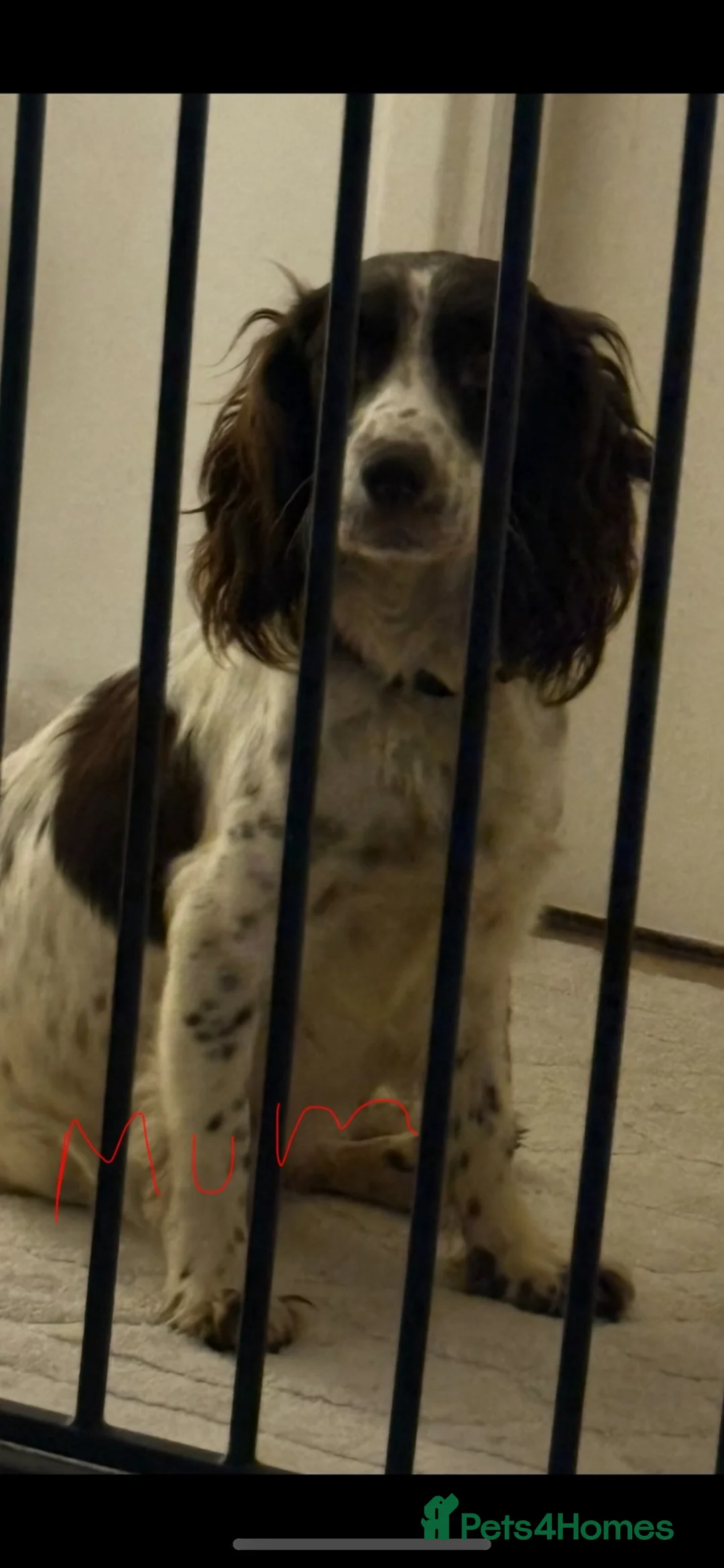 Sprocker dogs for sale: Puppy’s  - Advert 1