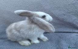 Mini Lop rabbits for sale: Purebred mini lops - Image 16