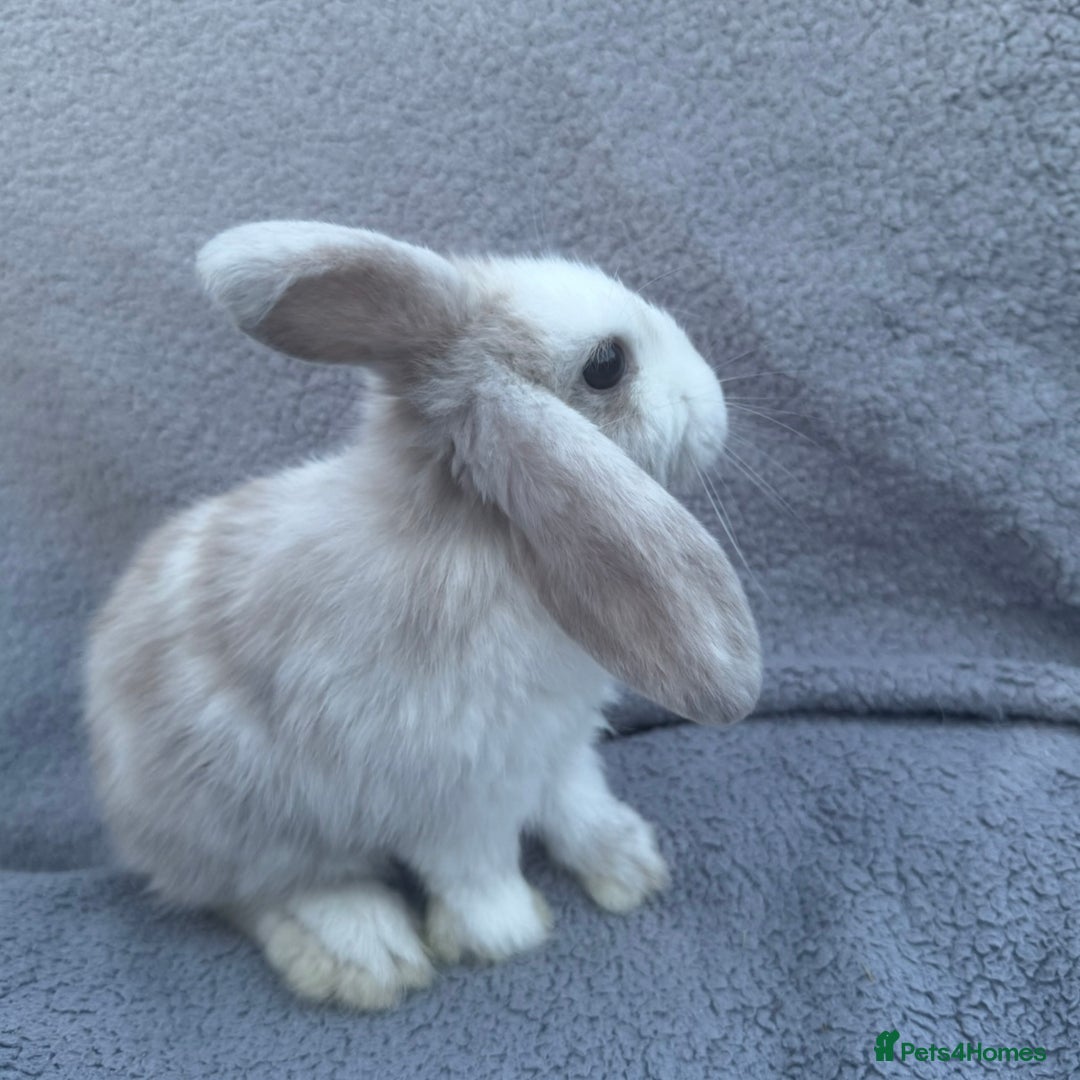 Mini Lop rabbits for sale: Purebred mini lops - Image 16