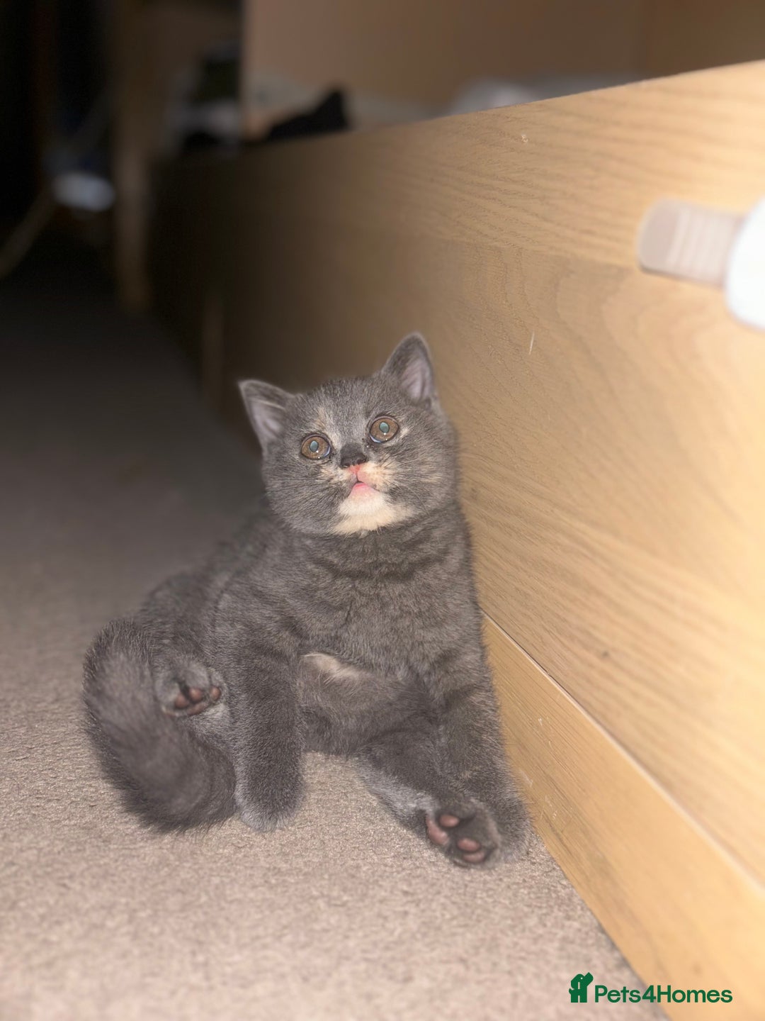 Scottish Fold cats for sale: Scottish Fold/BSH Mixed Kittens - Image 5