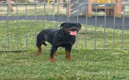 Rottweiler dogs for sale: Rottweiler puppies - Image 3
