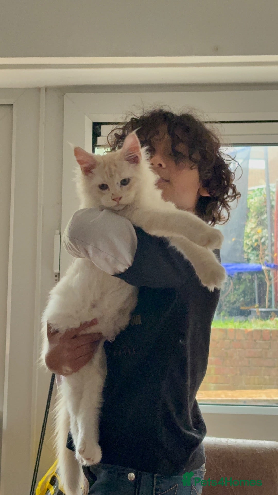Maine Coon cats for sale: 🐾✨ MAJESTIC MAINE COON KITTENS ✨🐾 - Advert 2